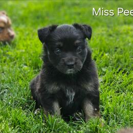 Miss Peep - Black tri female Miniature Australian Shepherd puppy in Owensboro, Kentucky from JnT's Bluegrass Mini Aussies