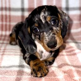 Girl 3 - Black and tan female Dachshund puppy in Fredonia, Arizona from Desert Horizon Dachshunds