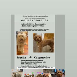 Upcoming litter: Read Description and Apply if you're Interested - Apricot female Goldendoodle puppy in Brooklyn, New York from Lyon and Luna Goldendoodles Bernedoodles