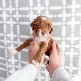 Cyprus - Red  female Goldendoodle puppy in Greencastle, Indiana from Willow & Co.