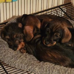 Dachshunds and Rottweilers from Braeside