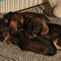 Dachshunds and Rottweilers from Braeside