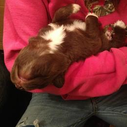 Australian Shepherd Puppies from Southern Boy Blues Aussies