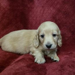 Boy 1 - Cream male Dachshund puppy in Sour Lake, Texas from Rigdon's dachshunds
