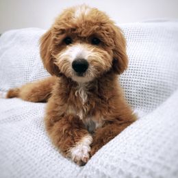 Amber - Goldendoodle