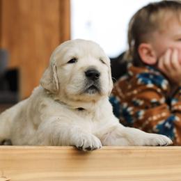 Peter Pan (Green Collar) - Golden male Golden Retriever puppy in Mason, Michigan from Sweet Breeze Acres