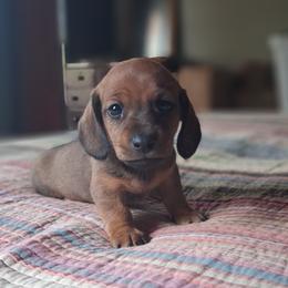 Forrest - Red male Dachshund puppy in Brave, Pennsylvania from Maple Moon Dachshunds