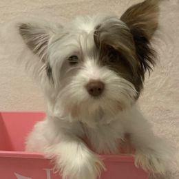 Yorkshire Terriers from Cozy Coeur Yorkies