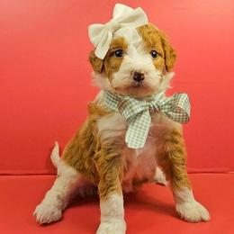 Snowflake - Red female Bernedoodle puppy in Russell Springs, Kentucky from 270 Doodles