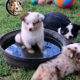 Aussiedoodle, Australian Shepherd, Miniature Australian Shepherd, and Toy Australian Shepherd Puppies from 3Laussies