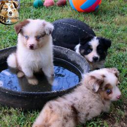 Aussiedoodle, Australian Shepherd, Miniature Australian Shepherd, and Toy Australian Shepherd Puppies from 3Laussies