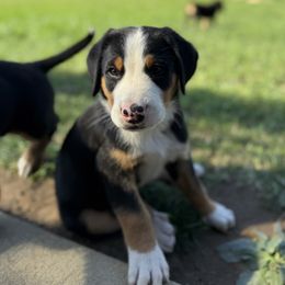 Black boy - Black, white and red male Greater Swiss Mountain Dog puppy in Woodland, Washington from Woodland Swissie’s