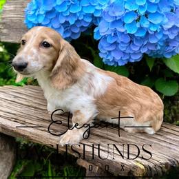 Barney - Piebald male Dachshund puppy in Washington, North Carolina from Elegant Dachshunds-Eledox