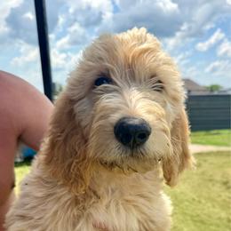 Anthony - Cream male Goldendoodle puppy in Caddo Mills, Texas from Fire Wife Doodles
