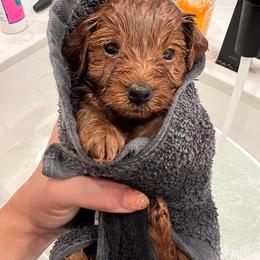 Goldendoodle Puppies from Sunnydoodle Utah