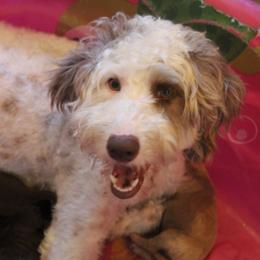 Dottie - Goldendoodle