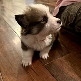Red Collar Boy Cedar - Sable male Pembroke Welsh Corgi puppy in Paris, Kentucky from Flat Run Corgis