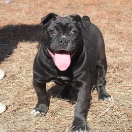 Alapaha Blue Blood Bulldog All Grown Up from Chop Top Alapahas