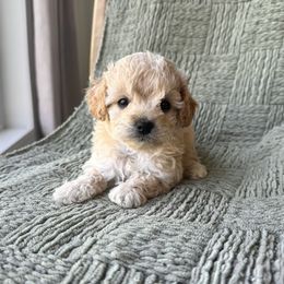 Cavapoochon puppies from Pleasant Home Puppies