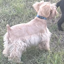 Austin is a lil boy - Wheaten male Miniature Schnauzer puppy in Groesbeck, Texas from Ranch 4M