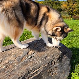 Joe - Siberian Husky