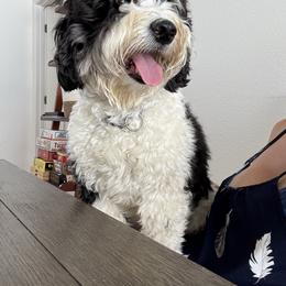 Aiko - Sheepadoodle