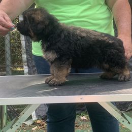 Earth (green collar) - Black and red male German Shepherd puppy in King, North Carolina from Golly-G German Shepherds
