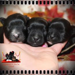 Yorkshire Terrier Puppies from Tinseltown Yorkies