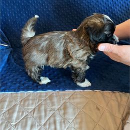 Havanese Puppies from Esplendor Havanese