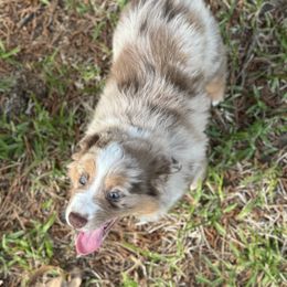 Australian Shepherd, Miniature American Shepherd, Miniature Australian Shepherd, and Toy Australian Shepherd Puppies from TK Standard, Mini, & Toy Aussies
