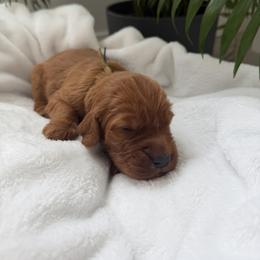 Tie dye boy - Chestnut male Irish Setter puppy in West Haven, Utah from McClellan Setters
