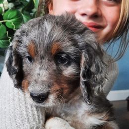 Aussiedoodles, Goldendoodles, and Sheepadoodles from UpNorth Pups