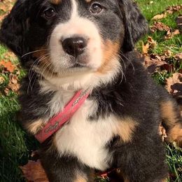 Bernese Mountain Dog Puppies from Stick House Bernese