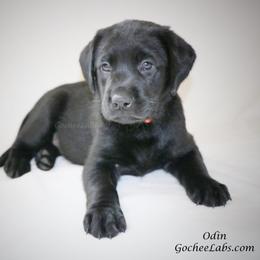 Labrador Retriever Puppies from GocheeLabs