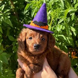 Orange - Red  female Goldendoodle puppy in Tucson, Arizona from Adored Poodle & Doodles