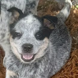 Girl 3 - Blue speckled female Australian Cattle Dog puppy in Ocala, Florida from Mayhem Ranch