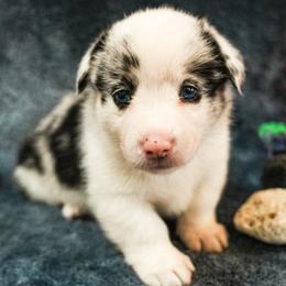 American Corgi puppies from Cal Beach Corgis