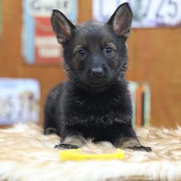 Yellow collar - Sable female German Shepherd puppy in Philippi, West Virginia from Vom Haus Highlands