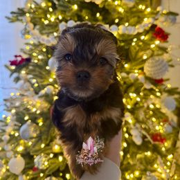 Flint (Mini Shop and Hocus Pocus Lineage) - Black and tan male Yorkshire Terrier puppy in Pittsburg, California from Crystal Garden Yorkies