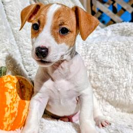 River - White and tan male Russell Terrier puppy in Sandown, New Hampshire from Patch Wood Irish Jacks