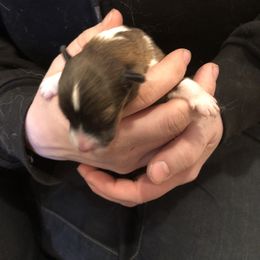 Girl 4 - Shetland Sheepdog puppy in Buffalo, Minnesota from Gulstad’s Shelties