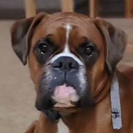 Boxers from BleuSkye Kennels