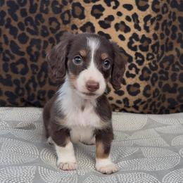 Truffle 2,500 - Chocolate and tan male Dachshund puppy in Barbourville, Kentucky from The Bossy Doxie Farm