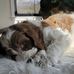Australian Labradoodles and Labradoodles from Hot Diggity Doodles