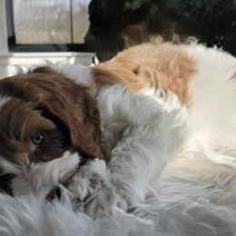 Australian Labradoodles and Labradoodles from Hot Diggity Doodles