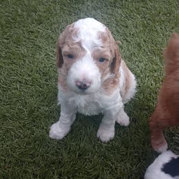 Poodle Puppies from White Willow Poodles