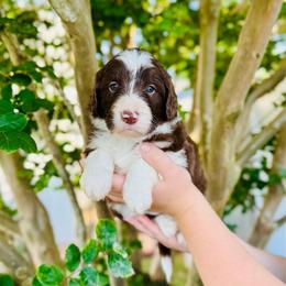 Shasta - White and red female Bordoodle puppy in Elizabeth City, North Carolina from Howdy Doodles