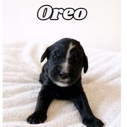 Oreo - Black and white male Bernedoodle puppy in High Point, North Carolina from Kingsfield Doodles