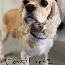 Vanellope - Cocker Spaniel