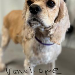 Vanellope - Cocker Spaniel